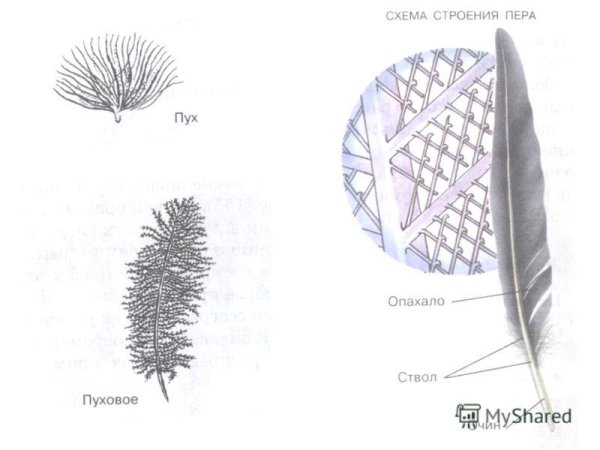 Строение птичьего пера