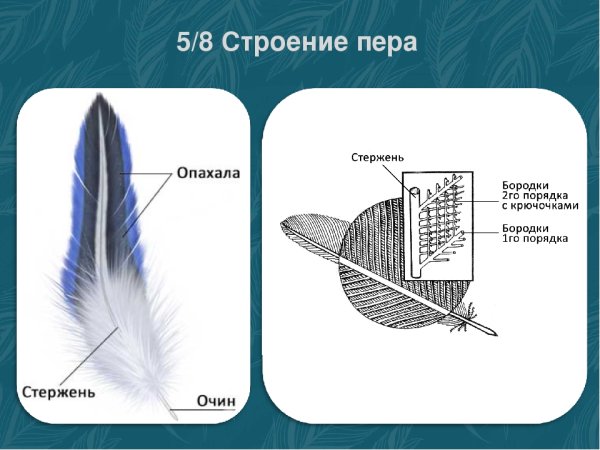 Маховые перья птиц строение