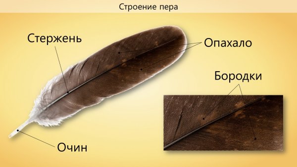 Строение контурного махового пера