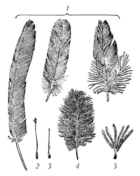 Название частей пера