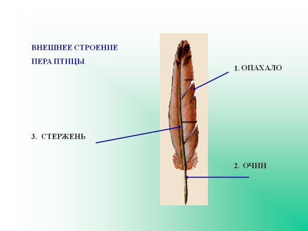 Строение контурного и пухового пера