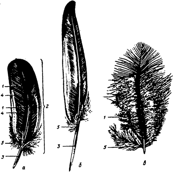 Пуховое перо птицы строение