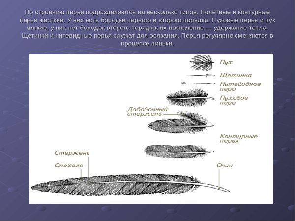 Контурное перо