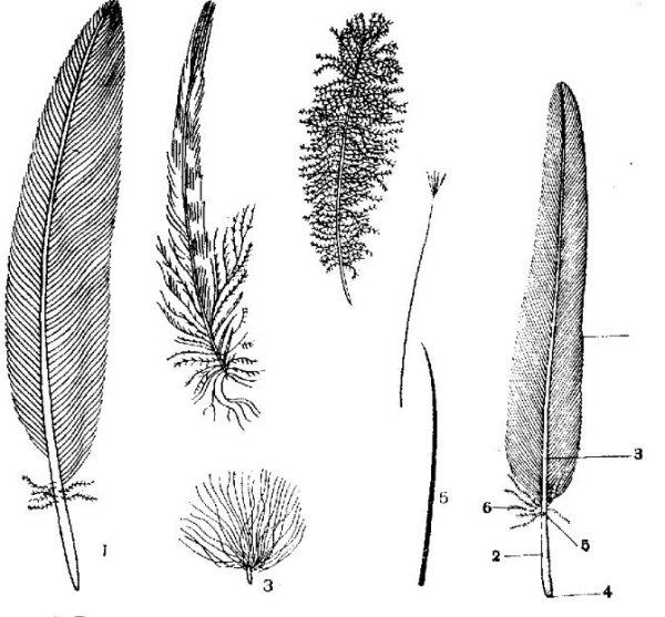 Строение пера птицы 7 класс биология