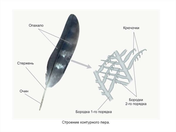 Строение маховых перьев