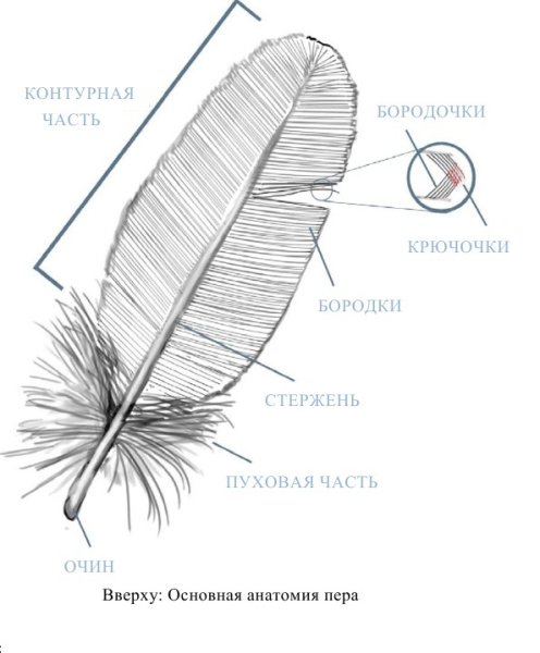 Перо строение