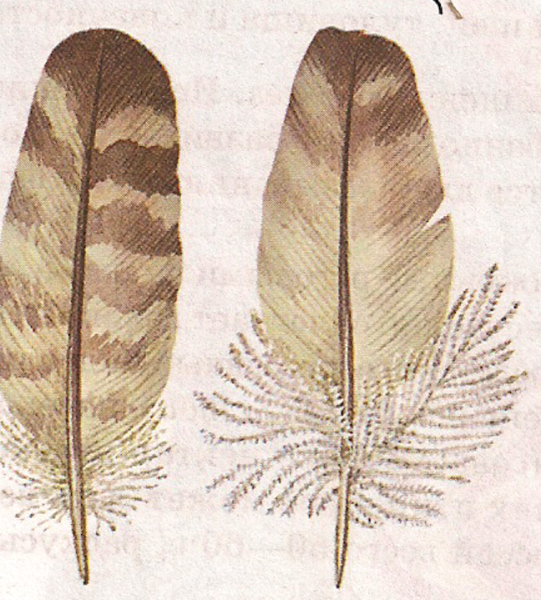 Маховые перья