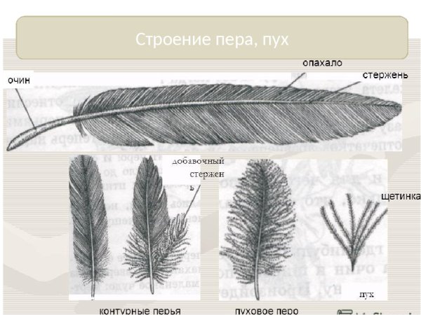 Пуховое перо строение основные части