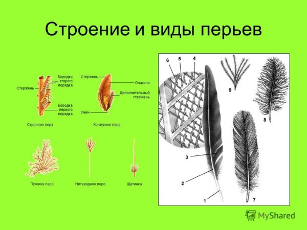 Перо аватарка