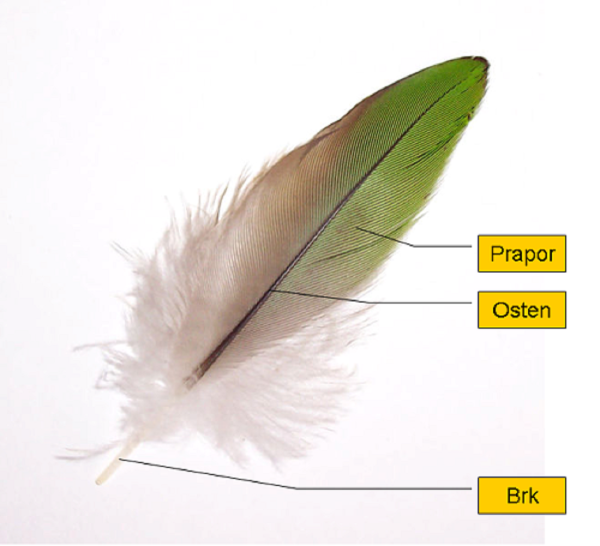 Пуховое перо строение