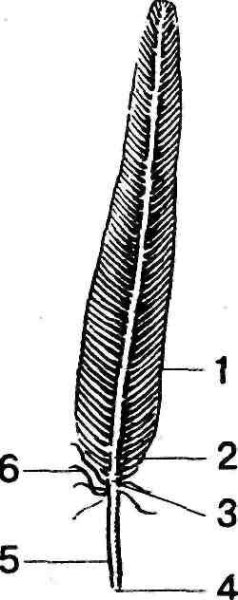 Схема строения опахало у пера