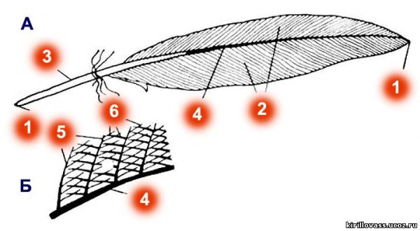 Строение опахала пера птицы