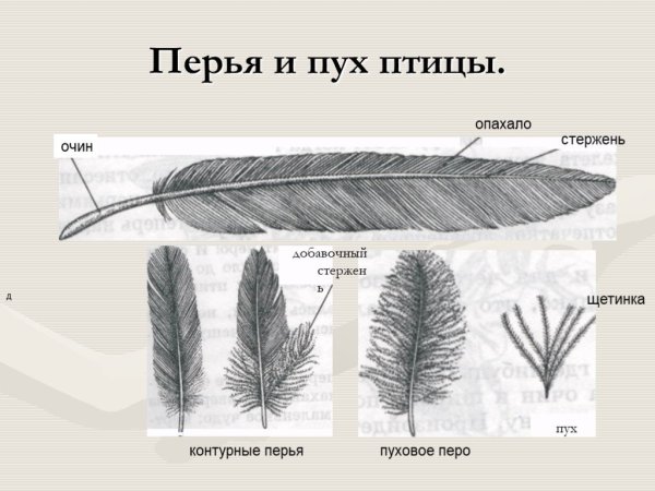 Строение пера