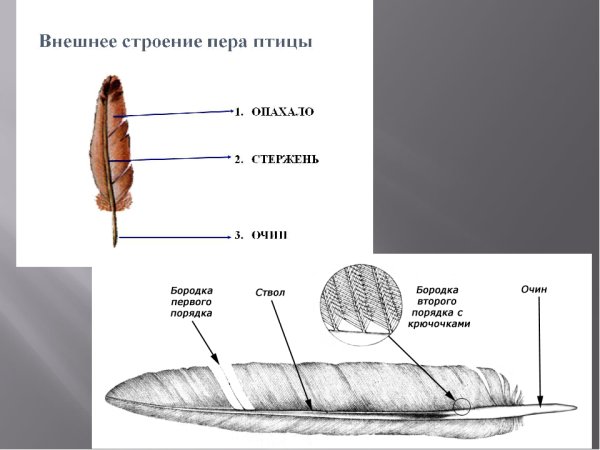 Перо строение