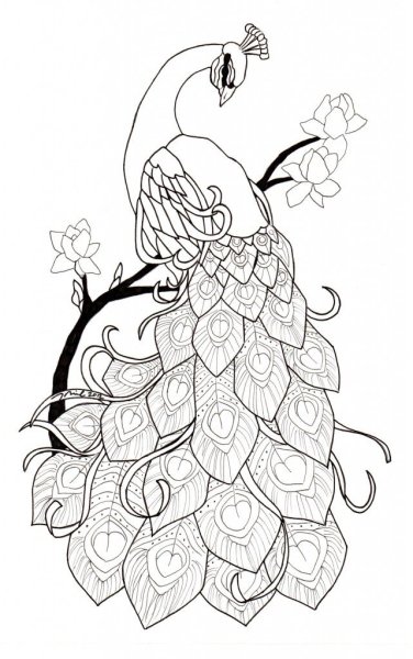 Жар птица контур