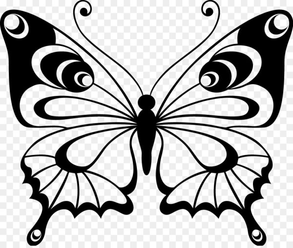 Бабочка контур