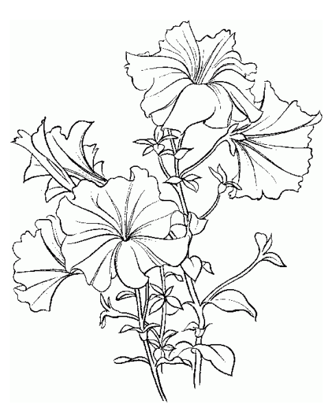 Зарисовки трав