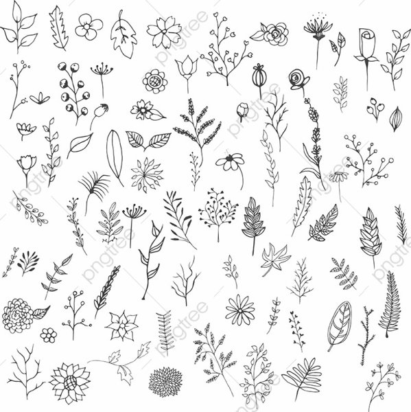 Цветок печеночница раскраска