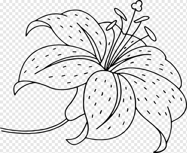 Гортензия метельчатая силуэт