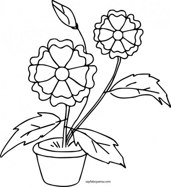 Полевые цветы Графика