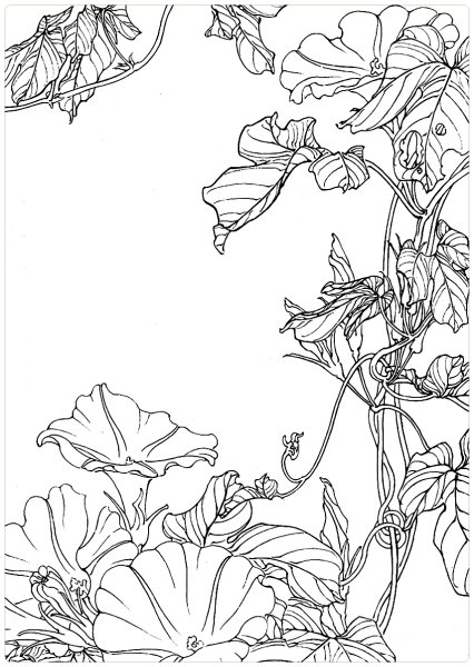 Растения раскраска для детей