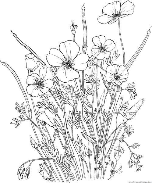 Раскраска Лилия цветок