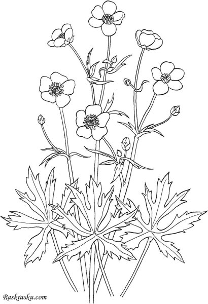 Гибискус раскраска для детей