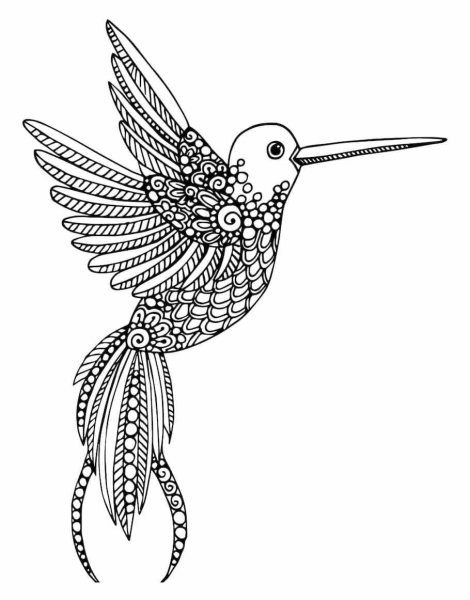 Колибри раскраска