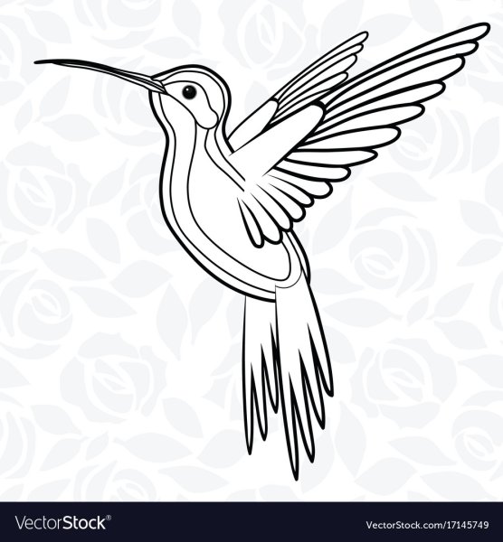 Колибри очертание