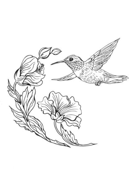 Колибри с цветами контур