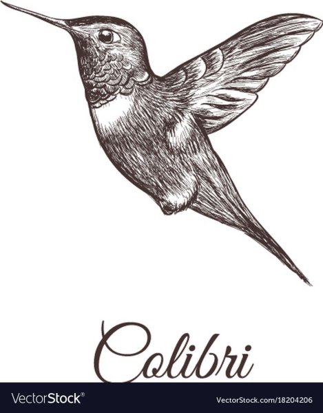 Колибри скетч