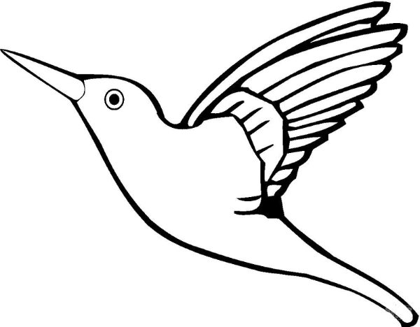 Колибри раскраска для детей