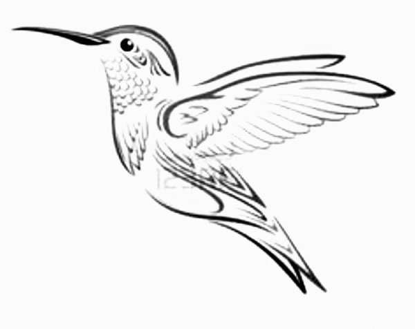 Колибри птица рисунок