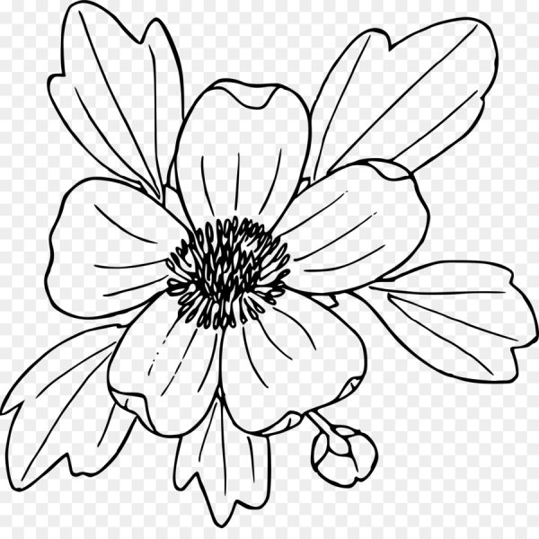 Контур цветка без фона