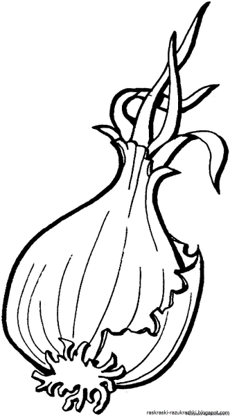Раскраска лук репчатый