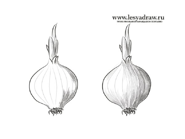 Лук раскраска