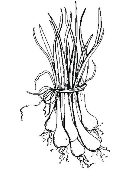 Зарисуйте луковицу лука