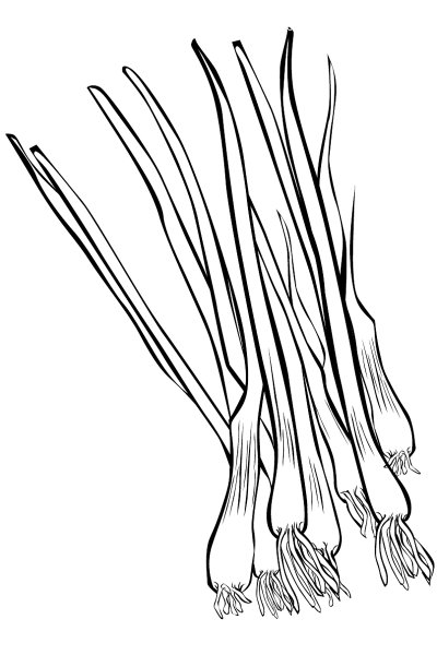 Лук вектор контур