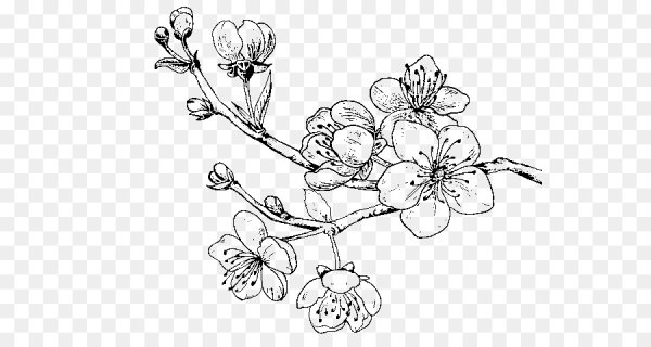 Сакура эскиз