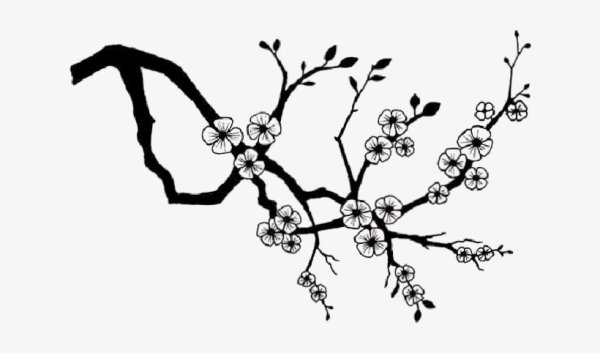 Сакура черно белая