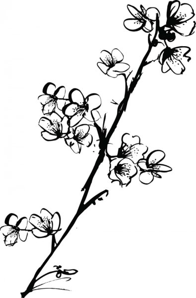 Сакура Графика