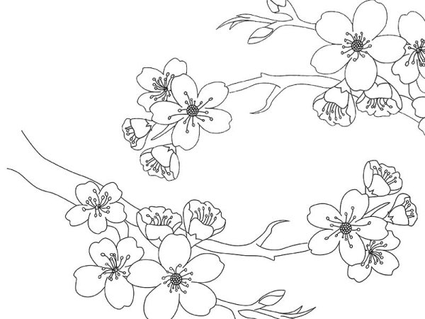 Ветка Сакуры раскраска