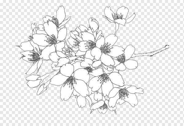 Контур цветов на прозрачном фоне