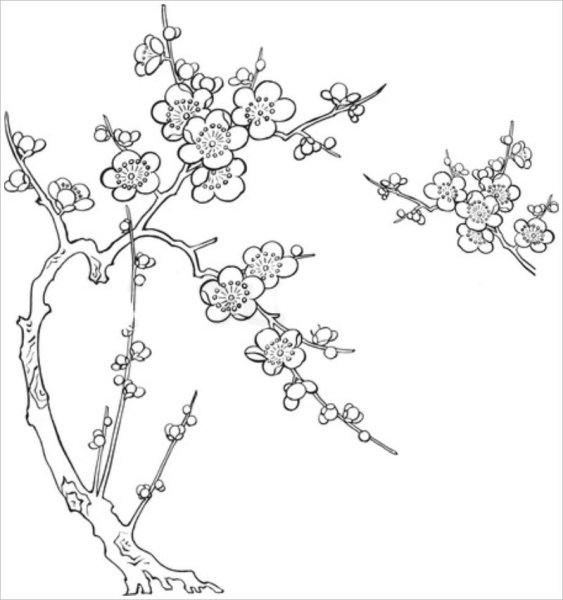 Ветка Сакуры рисунок трафарет