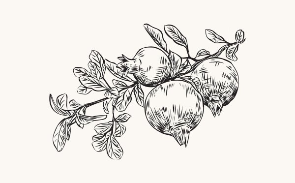 Гранатовое дерево Графика