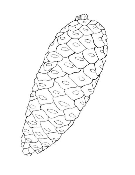 Шишка черно белая