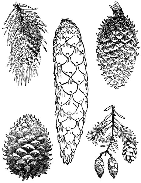 Шишка силуэт