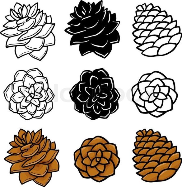 Шишка раскраска