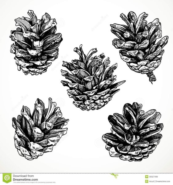 Трафарет шишки