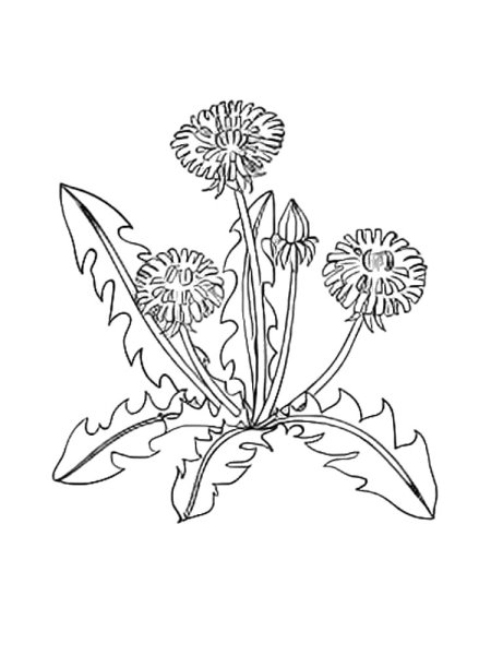 Одуванчик лекарственный разукрашка